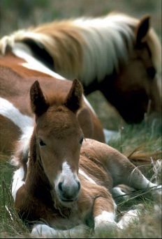 1010 Horse